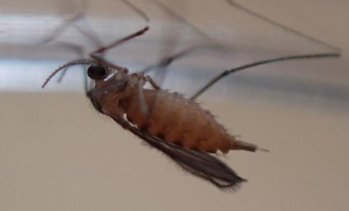 Dasineura odoratae